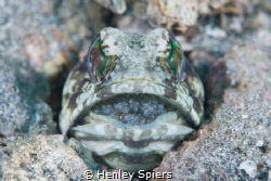 Daddy Jawfish by Henley Spiers 